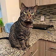 Sushi joined the competition — help win amazing prizes! cat, tabby, pet, indoor, kitchen, countertop, granite, cabinet, tile_backsplash, fur, whiskers, green_eyes, collar, tag, curious, sitting, domestic_animal, feline, closeup, household