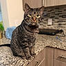 cat, tabby, pet, indoor, kitchen, countertop, granite, cabinet, tile_backsplash, fur, whiskers, green_eyes, collar, tag, curious, sitting, domestic_animal, feline, closeup, household