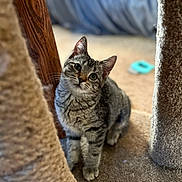 Stella joined the competition — help win amazing prizes! animal, background_blur, carpet, cat, curious, cute, domestic, ears, floor, fur, furniture, head_tilt, indoor, kitten, pet, playful, scratching_post, tabby, whiskers, young