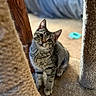 cat, kitten, tabby, indoor, pet, scratching_post, carpet, furniture, curious, head_tilt, animal, cute, young, fur, whiskers, ears, floor, background_blur, domestic, playful