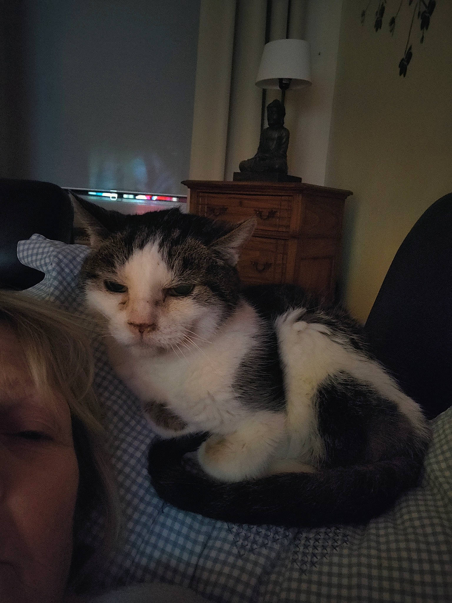 Panpan participe au concours pour gagner de l'argent avec cette photo : box, carnivore, cat, claw, cloud, comfort, domestic_short_haired_cat, felidae, flooring, fur, hardwood, lap, paw, room, sitting, small_to_medium_sized_cats, snout, tail, whiskers, wood