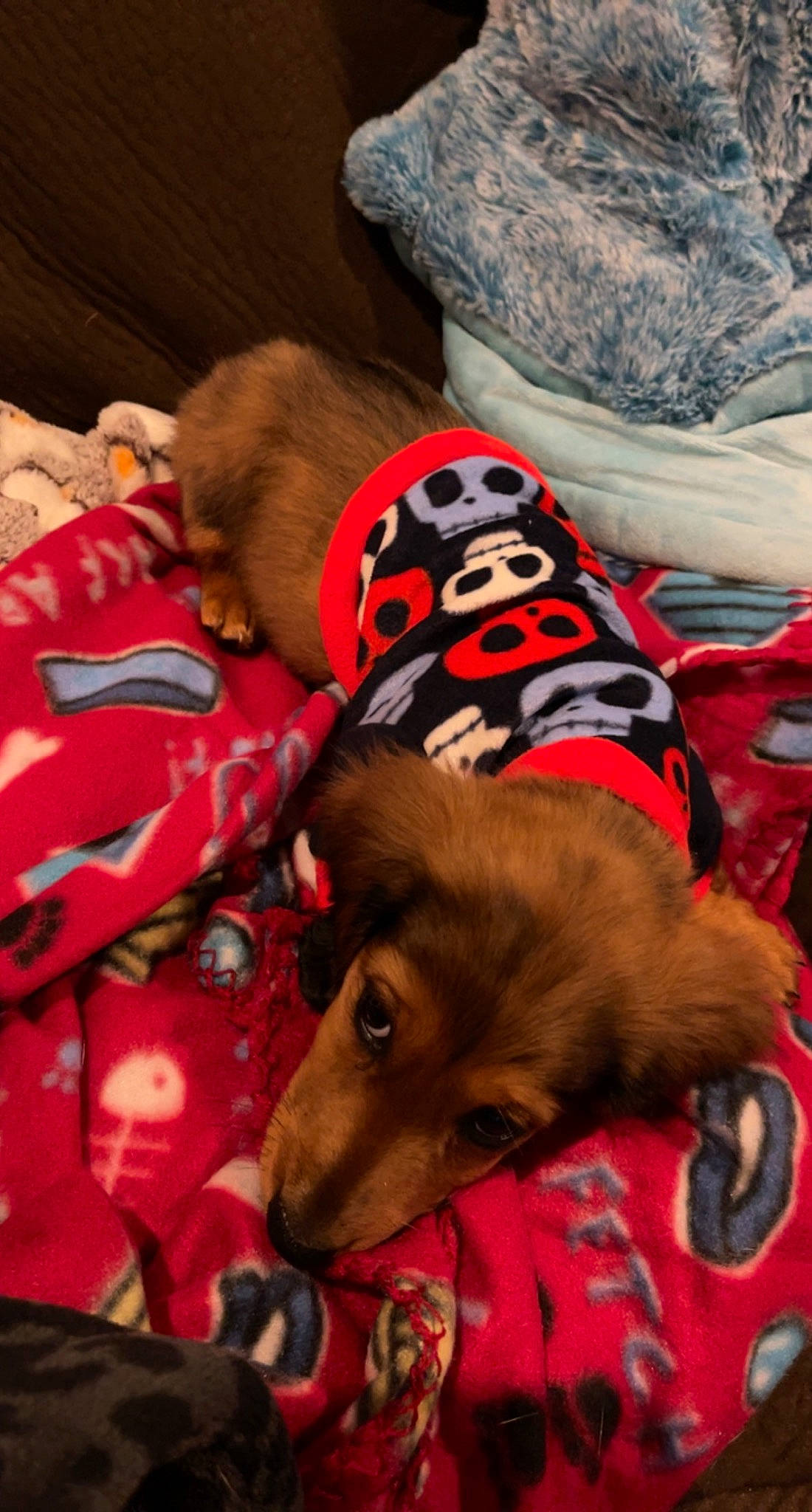 Kota is registered to the contest to win money with this photo: canidae, carnivore, comfort, companion_dog, dog, dog_breed, dog_clothes, dog_supply, fawn, fur, guard_dog, linens, liver, nap, sporting_group, toy_dog, working_animal