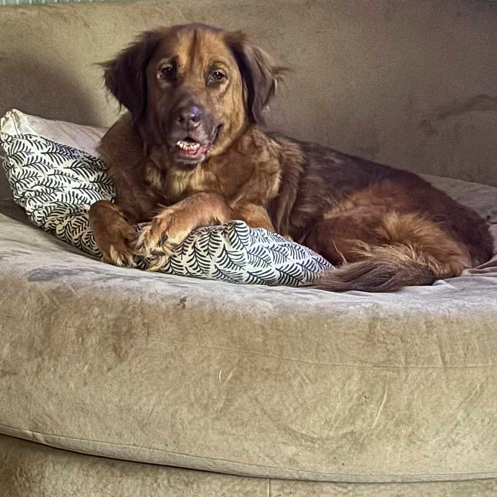 Precious is registered to the contest to win money with this photo: animal, brown_dog, canine, companion, couch, cozy, cute, dog, domestic_animal, fur, furniture, home, indoor, laying_down, living_room, pet, pillow, portrait, relaxed, resting