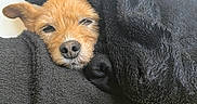 Jude participe au concours pour gagner de l'argent avec cette photo : animal, blanket, closeup, comfort, cozy, cute, dog, ears, face, fur, fur_texture, indoors, nap, pet, relaxing, resting, sleepy, snuggled, soft, warm