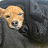 animal, blanket, closeup, comfort, cozy, cute, dog, ears, face, fur, fur_texture, indoors, nap, pet, relaxing, resting, sleepy, snuggled, soft, warm