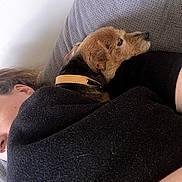 Jude participe au concours pour gagner de l'argent avec cette photo : animal, black_sweater, close_up, collar, comfort, companion, couch, cozy, dog, friendship, fur, home, indoor, laying_down, person, pet, relaxing, resting, side_view, tan_dog