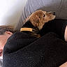 animal, black_sweater, close_up, collar, comfort, companion, couch, cozy, dog, friendship, fur, home, indoor, laying_down, person, pet, relaxing, resting, side_view, tan_dog