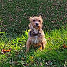 Jude participe au concours pour gagner de l'argent avec cette photo : alert, animal, canine, collar, cute, daylight, dog, fall, fur, grass, greenery, leaf, nature, outdoor, park, pet, scruffy, sitting, small_dog, sunlight