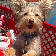 Jasper is registered to the contest to win money with this photo: dog, shopping_cart, outdoor, sunny, pet, happy, ears, fur, parking_lot, leash, close_up, animal, red, plastic, daylight, canine, cute, muzzle, snout, playful