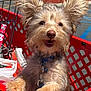 dog, shopping_cart, outdoor, sunny, pet, happy, ears, fur, parking_lot, leash, close_up, animal, red, plastic, daylight, canine, cute, muzzle, snout, playful