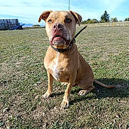 Tyron participe au concours pour gagner de l'argent avec cette photo : dog, canine, tan_dog, sitting, portrait, outdoor, field, grass, earth, blue_sky, fence, mountains, utility_lines, collar, leash, short_hair, floppy_ears, white_chest, serious_expression, animal_photography