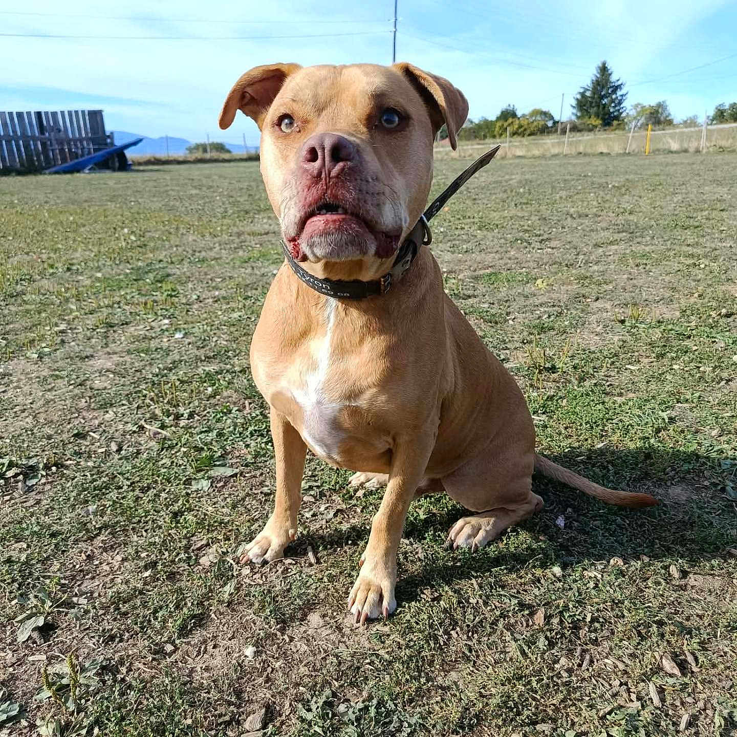 Tyron participe au concours pour gagner de l'argent avec cette photo : dog, canine, tan_dog, sitting, portrait, outdoor, field, grass, earth, blue_sky, fence, mountains, utility_lines, collar, leash, short_hair, floppy_ears, white_chest, serious_expression, animal_photography