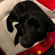 Vision is registered to the contest to win money with this photo: dog, black_dog, pet_bed, cozy, indoor, looking_up, animal, cute, canine, resting, comfort, furry, bed, relaxed, christmas_theme, decorative, soft, companion, domestic_animal, lying_down