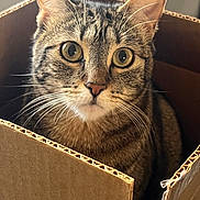 Charlie is registered to the contest to win money with this photo: cat, tabby, animal, pet, cardboard_box, whiskers, fur, eyes, curious, indoor, closeup, portrait, mammal, feline, cute, domestic_animal, box, looking, face, head
