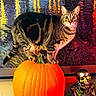 Charlie joined the competition — help win amazing prizes! cat, tabby_cat, pumpkin, orange, metallic_skeleton, decor, painting, indoor, curious, animal, feline, balance, colorful, texture, art, halloween, still_life, lighting, reflection, background