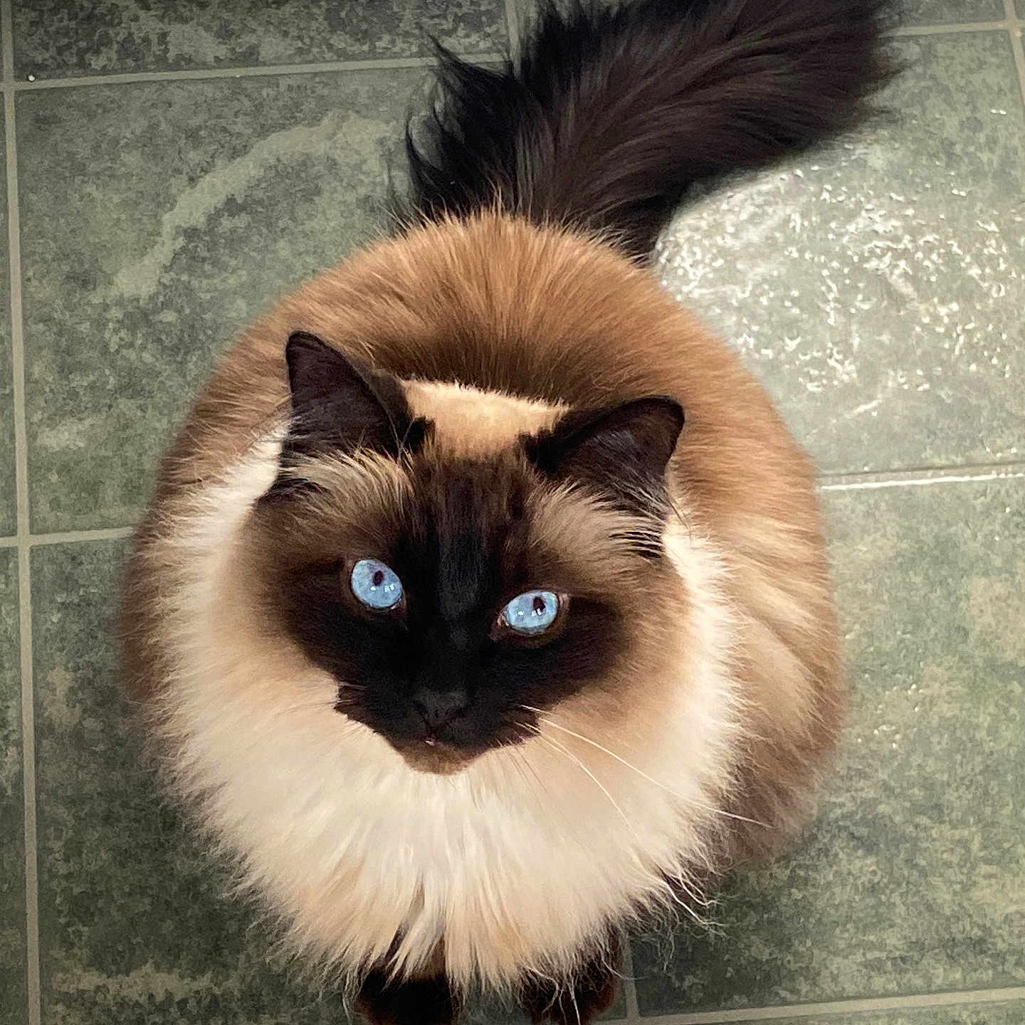 Clumsy joined the competition — help win amazing prizes! animal, black_and_brown, blue_eyes, cat, curious, cute, domestic_cat, feline, floor, fluffy, green_tiles, indoor, long_fur, looking_up, pets, round_face, sitting, soft_fur, tail, whiskers