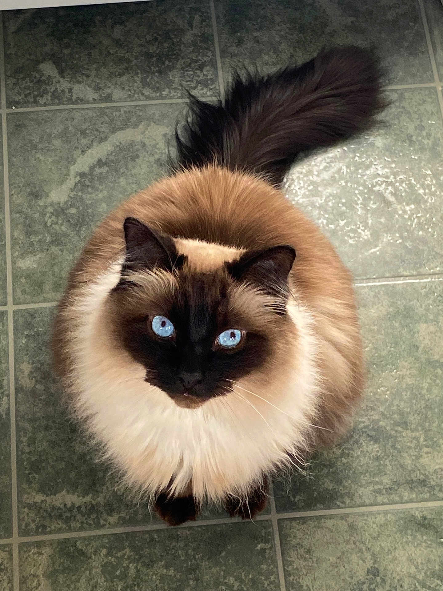 Clumsy joined the competition — help win amazing prizes! cat, blue_eyes, fluffy, long_fur, sitting, tail, floor, green_tiles, pets, animal, cute, looking_up, round_face, domestic_cat, whiskers, feline, indoor, soft_fur, curious, black_and_brown