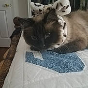 Clumsy is registered to the contest to win money with this photo: cat, pet, bow, headband, quilt, bedspread, indoor, animal, fur, resting, cute, cozy, feline, domestic, whiskers, ears, black, brown, white, patterned