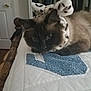 cat, pet, bow, headband, quilt, bedspread, indoor, animal, fur, resting, cute, cozy, feline, domestic, whiskers, ears, black, brown, white, patterned