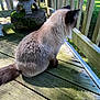 Clumsy is registered to the contest to win money with this photo: cat, fluffy, wooden_deck, outdoor, sunlight, greenery, stone_lantern, moss, fence, pet, animal, sitting, tail, ears, daylight, nature, backyard, quiet, relaxing, calm