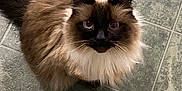 Clumsy is registered to the contest to win money with this photo: cat, fluffy, long_hair, sitting, tile_floor, brown, black_face, pet, animal, feline, whiskers, indoor, cute, looking_up, adorable, domestic_cat, fur, eyes, tail, portrait