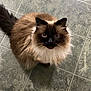 cat, fluffy, long_hair, sitting, tile_floor, brown, black_face, pet, animal, feline, whiskers, indoor, cute, looking_up, adorable, domestic_cat, fur, eyes, tail, portrait