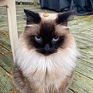 Clumsy joined the competition — help win amazing prizes! acorn_cap, animal, black_face, blue_eyes, brown_fur, calm, cat, close_up, cute, domestic_cat, fall, feline, fluffy, leaf, nature, outdoor, pet, portrait, sitting, wooden_deck