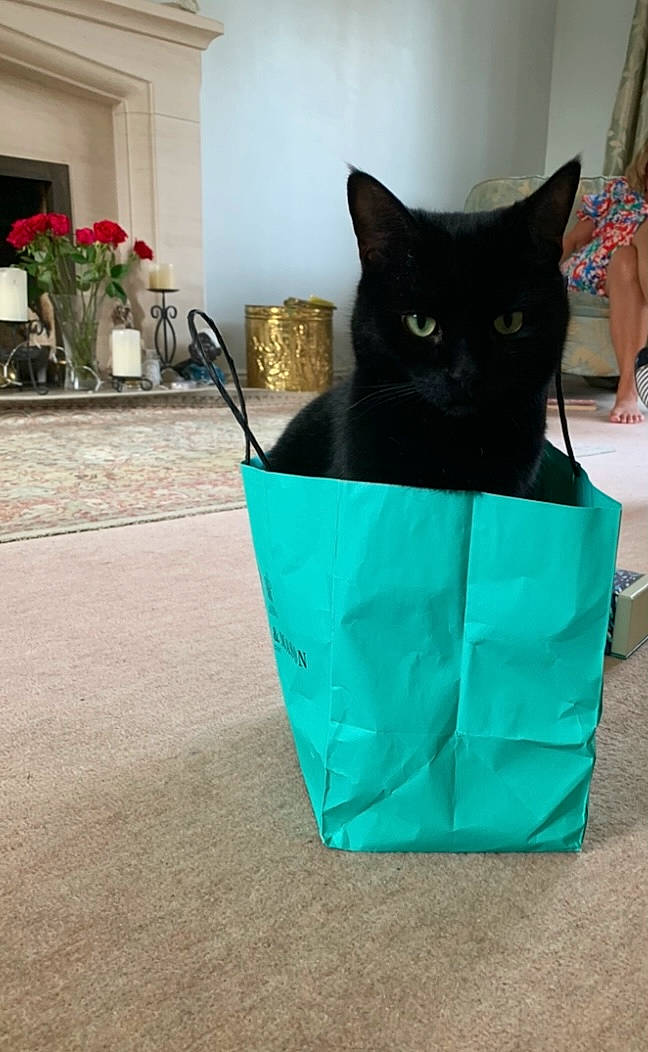 Sid Vicious joined the competition — help win amazing prizes! art, black_cat, box, cardboard, carnivore, cat, domestic_short_haired_cat, electric_blue, felidae, flower, flowerpot, fur, houseplant, packaging_and_labeling, paper, paper_product, plant, small_to_medium_sized_cats, tail, whiskers