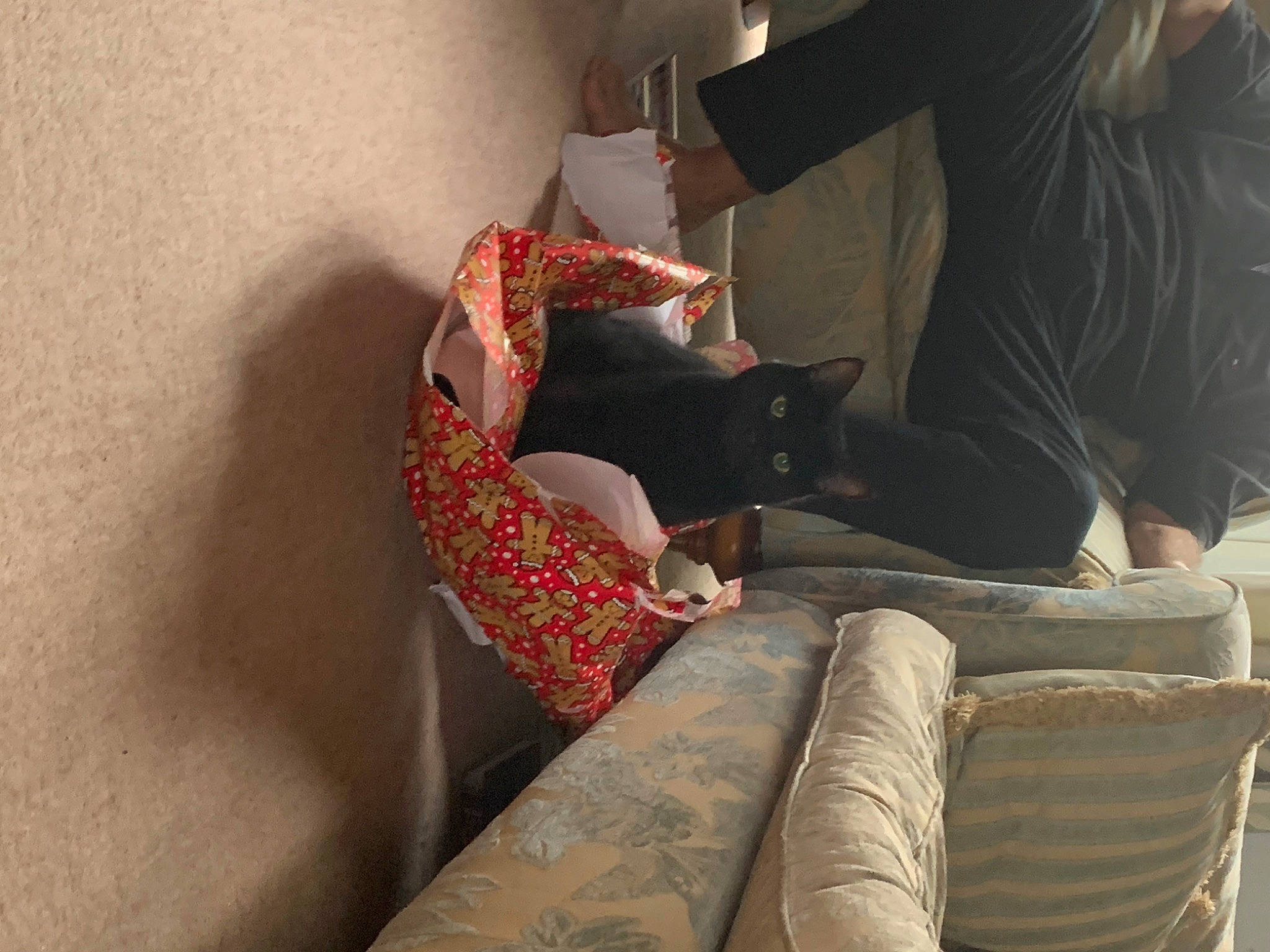 Sid Vicious joined the competition — help win amazing prizes! carmine, carnivore, cat, comfort, companion_dog, couch, elbow, felidae, flooring, human_leg, knee, leg, living_room, pattern, room, sitting, small_to_medium_sized_cats, studio_couch, thigh, vertebrate