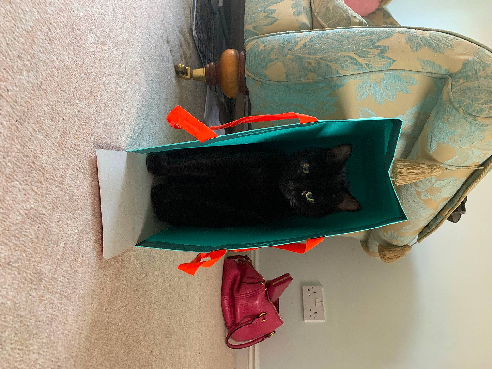 Sid Vicious is registered to the contest to win money with this photo: art, bag, carmine, carnivore, cat, chair, comfort, electric_blue, fashion_accessory, felidae, green, linens, magenta, paper, paper_product, room, small_to_medium_sized_cats, tail, visual_arts, whiskers