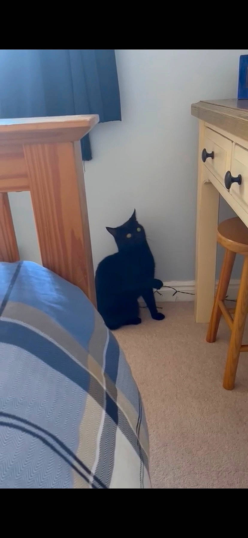 Sid Vicious is registered to the contest to win money with this photo: black_cat, blue, cabinetry, carnivore, cat, comfort, drawer, felidae, floor, flooring, furniture, grey, hardwood, linens, room, small_to_medium_sized_cats, tail, whiskers, wood, wood_stain