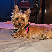 Sophia is registered to the contest to win money with this photo: animal, bed, blanket, brown_fur, cozy, curious, dog, domestic, ears_up, fur, household, indoor, lying_down, pet, pink_harness, portrait, relaxed, room, small_dog, wooden_furniture