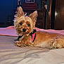 animal, bed, blanket, brown_fur, cozy, curious, dog, domestic, ears_up, fur, household, indoor, lying_down, pet, pink_harness, portrait, relaxed, room, small_dog, wooden_furniture