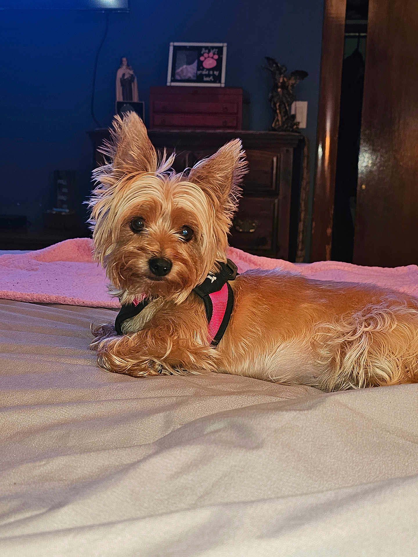 Sophia