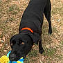 dog, black_dog, toy, rope_toy, play, playing, outdoor, grass, dry_grass, leaves, collar, orange_collar, pet, animal, tug_of_war, hand, person, nature, brown_eyes, fur