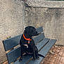 Ria participe au concours pour gagner de l'argent avec cette photo : dog, black_dog, bench, orange_collar, outdoor, stone_wall, pavement, sky, cloudy_sky, greenery, pet, animal, sitting, leash_tag, quiet, daytime, alert, side_view, resting, nature