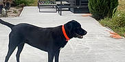 Ria participe au concours pour gagner de l'argent avec cette photo : dog, black_dog, orange_collar, toy, rope_toy, patio, outdoor, garden, tree, bush, furniture, chair, table, grass, house, wall, sidewalk, daylight, pet, animal