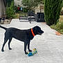 Ria participe au concours pour gagner de l'argent avec cette photo : dog, black_dog, orange_collar, toy, rope_toy, patio, outdoor, garden, tree, bush, furniture, chair, table, grass, house, wall, sidewalk, daylight, pet, animal