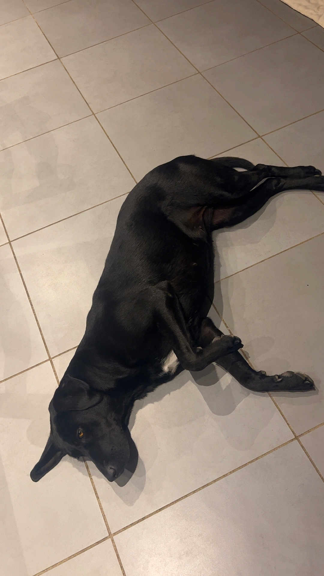 Ria a rejoint le concours — aidez-le/la à gagner de superbes lots ! dog, black_dog, lying_down, tile_floor, pet, indoor, relaxed, canine, floor, fur, animal, mammal, resting, laying, domestic_animal, one_animal, quiet, companion, house, side_view