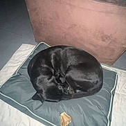 Ria participe au concours pour gagner de l'argent avec cette photo : dog, black_dog, sleeping, bed, dog_bone, cushion, blanket, armchair, indoor, floor, tile_floor, pet, resting, cozy, animal, quiet, home, furniture, relaxation, domestic