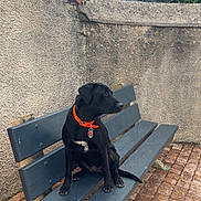 Ria participe au concours pour gagner de l'argent avec cette photo : dog, black_dog, bench, orange_collar, outdoor, stone_wall, pavement, sky, cloudy_sky, greenery, pet, animal, sitting, leash_tag, quiet, daytime, alert, side_view, resting, nature