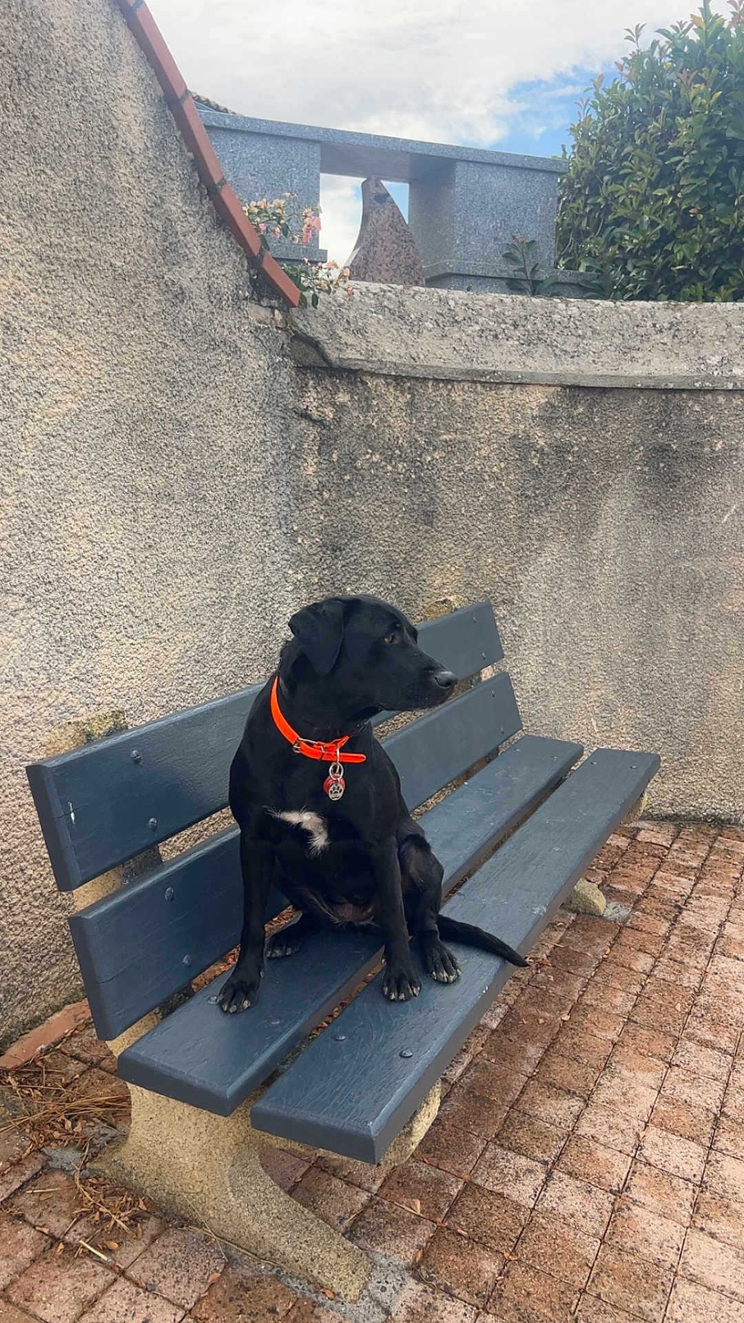 Ria participe au concours pour gagner de l'argent avec cette photo : dog, black_dog, bench, orange_collar, outdoor, stone_wall, pavement, sky, cloudy_sky, greenery, pet, animal, sitting, leash_tag, quiet, daytime, alert, side_view, resting, nature