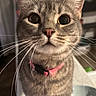 cat, tabby_cat, pet, animal, whiskers, fur, ears, pink_collar, close_up, curious, indoor, household, domestic_cat, face, wide_eyes, feline, portrait, looking_up, cute, young_cat