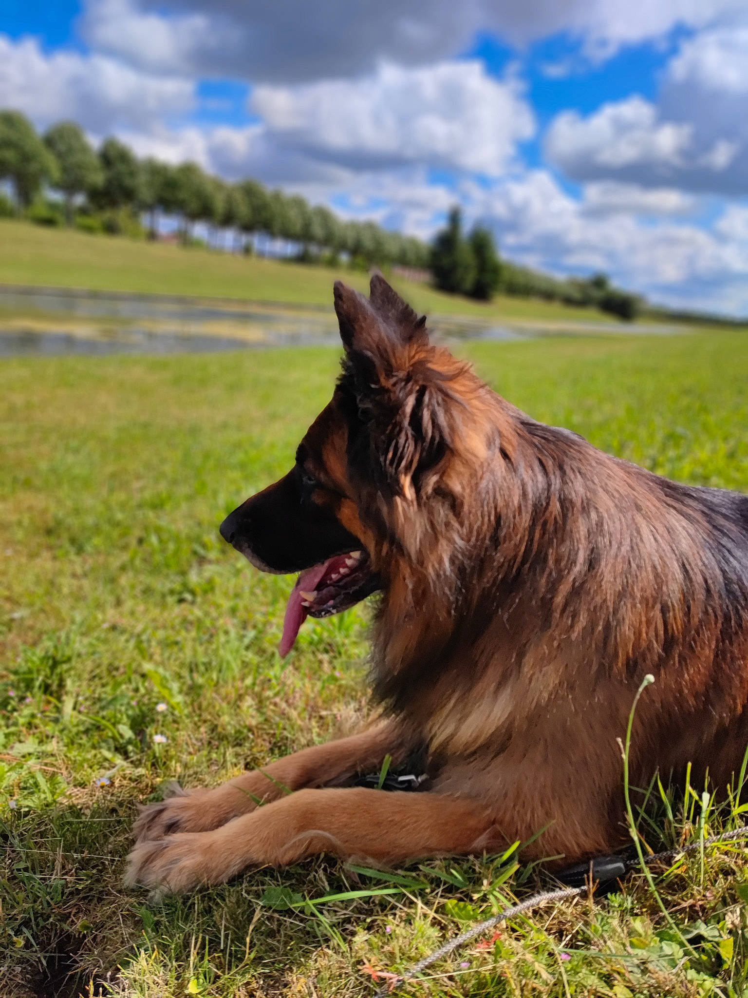 Iago a rejoint le concours — aidez-le/la à gagner de superbes lots ! canidae, carnivore, cloud, collie, companion_dog, dog, dog_breed, german_shepherd_dog, grass, grassland, herding_dog, landscape, liver, old_german_shepherd_dog, pasture, plant, sky, sporting_group, tree, wilderness