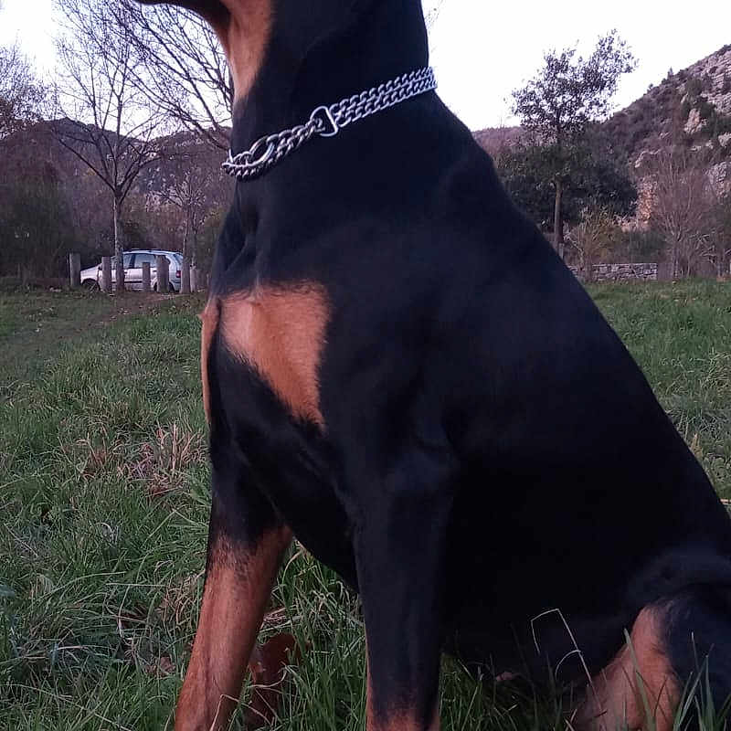 Kaya