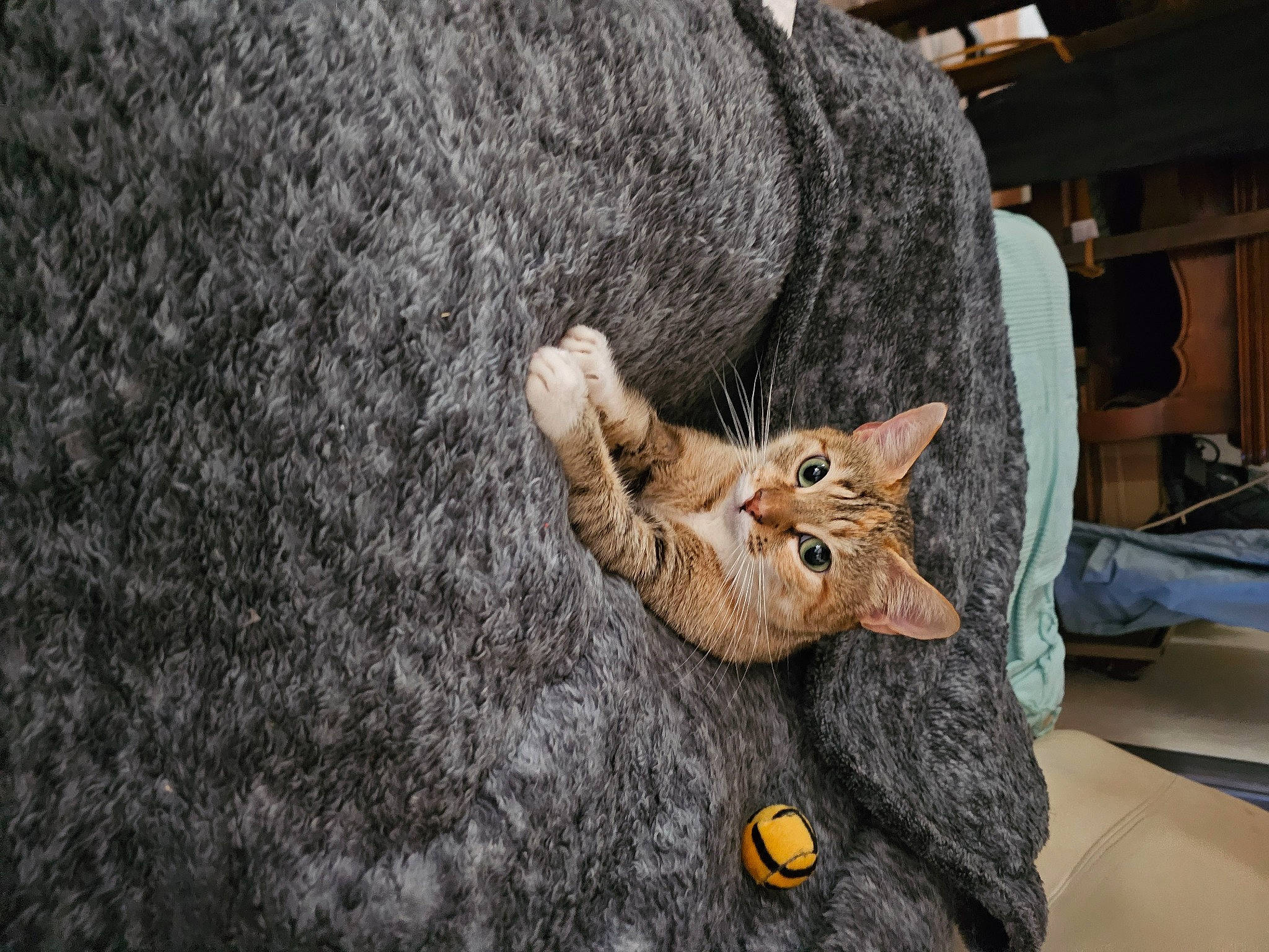 Isis participe au concours pour gagner de l'argent avec cette photo : bag, canidae, carnivore, cat, denim, domestic_short_haired_cat, fawn, felidae, fur, fur_clothing, grey, linens, small_to_medium_sized_cats, snout, stuffed_toy, tail, textile, trunk, whiskers, wood