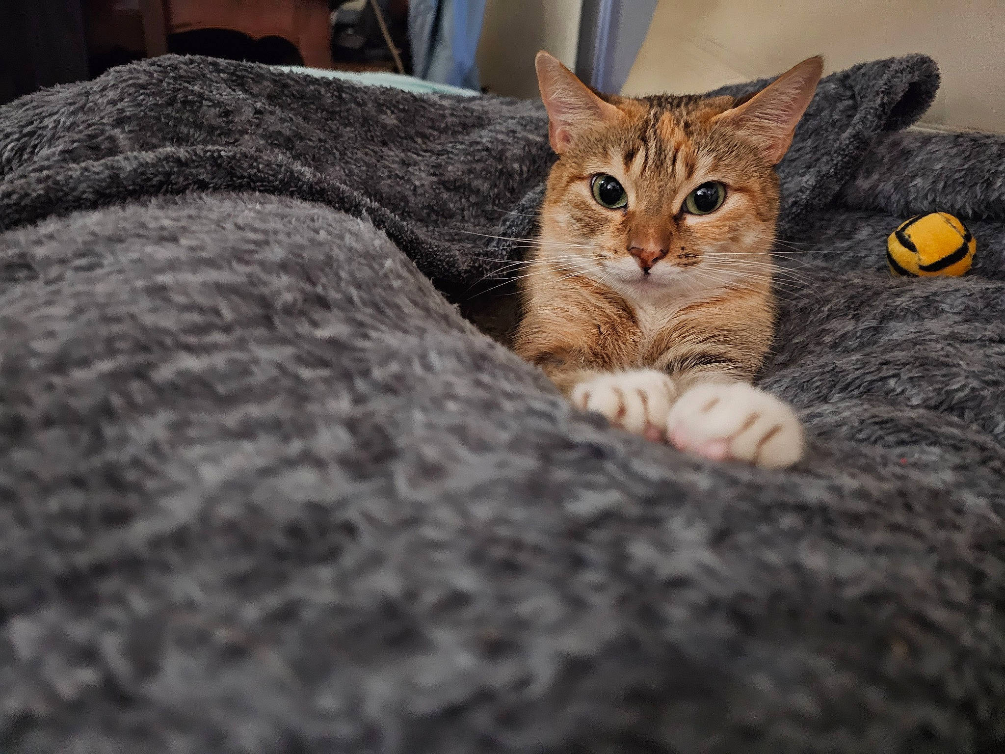 Isis a rejoint le concours — aidez-le/la à gagner de superbes lots ! carnivore, cat, claw, comfort, domestic_short_haired_cat, fawn, felidae, fur, military_camouflage, paw, sitting, small_to_medium_sized_cats, snout, tail, terrestrial_animal, tree, whiskers, wildlife, wood