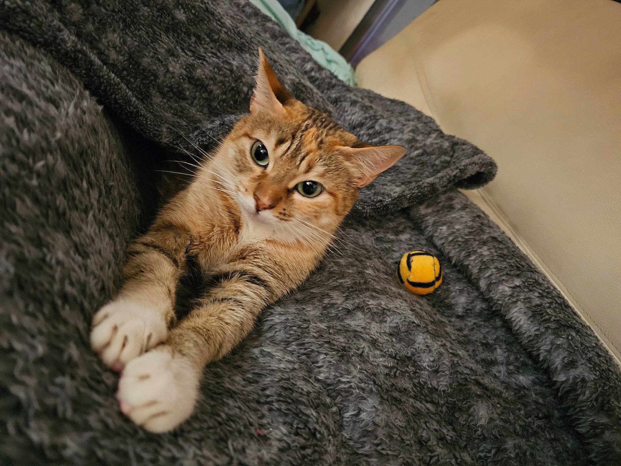 Isis participe au concours pour gagner de l'argent avec cette photo : bag, carnivore, cat, claw, comfort, couch, domestic_short_haired_cat, fawn, felidae, fur, gesture, luggage_and_bags, paw, small_to_medium_sized_cats, snout, tail, terrestrial_animal, tree, whiskers, wood