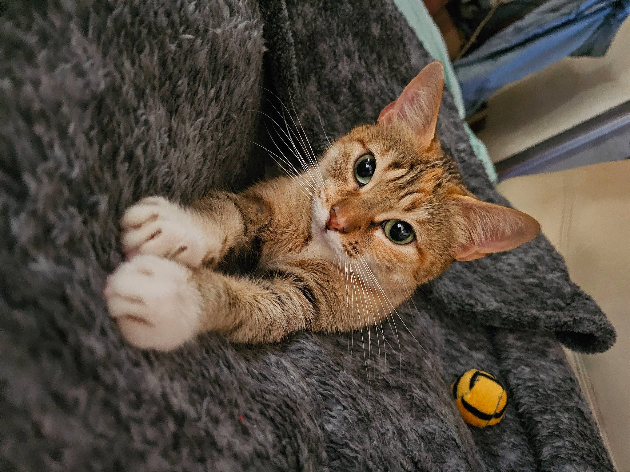 Isis a rejoint le concours — aidez-le/la à gagner de superbes lots ! carnivore, cat, claw, close_up, domestic_short_haired_cat, fawn, felidae, foot, fur, gesture, paw, sitting, small_to_medium_sized_cats, tail, terrestrial_animal, whiskers, wildlife, wood, wool, wrinkle