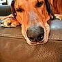 dog, close_up, resting, sleepy, brown_coat, leather_couch, indoor, paw, relaxed, face, nose, animal, pet, fur, ears, snout, comfort, home, calm, portrait